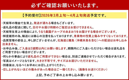 あまおうサイズ色々 約570g（約285g×2パック）【2026年3月～4月上旬発送予定】あまおう いちご 苺 イチゴ フルーツ 果物