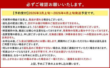 うるう農園のあまおう 4パック ＋ 1パック 合計5パック（約1425g） 訳あり あまおう （小粒・いびつ・大型） 【2026年3月上旬～4月上旬発送予定】 苺 いちご イチゴ 果物 フルーツ デザート 冷蔵