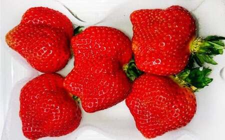 【3ヶ月定期便】 あまおう 2パック×3回 (計6パック) 【2026年2月上旬~4月上旬発送予定】 いちご イチゴ 果物 果実 フルーツ 福岡県 太宰府市 冷蔵