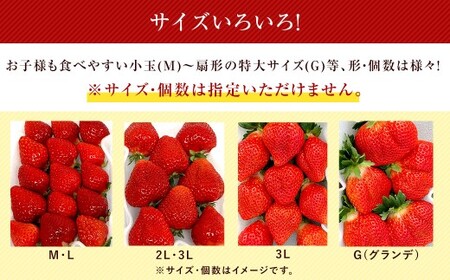 【2回定期便】 うるう農園のあまおう サイズ色々2パック（計約570g） 【2026年3月上旬～4月下旬発送予定】 あまおう いちご 苺 果物 フルーツ 定期便 冷蔵 福岡県 太宰府