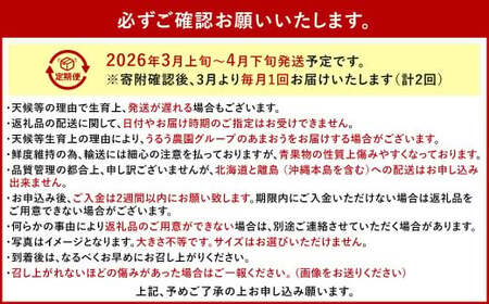 【2回定期便】 うるう農園のあまおう サイズ色々2パック（計約570g） 【2026年3月上旬～4月下旬発送予定】 あまおう いちご 苺 果物 フルーツ 定期便 冷蔵 福岡県 太宰府