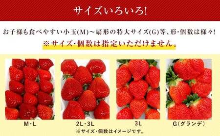 【3回定期便】 うるう農園のあまおう サイズ色々2パック （計約570g） 【2026年2月上旬～4月下旬発送予定】 あまおう いちご 苺 果物 フルーツ 定期便 冷蔵 福岡県 太宰府