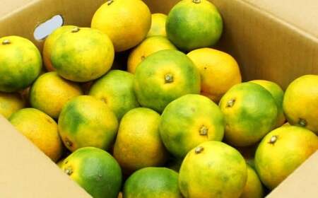 福岡県ブランドみかん「早味かん」3kg みかん ミカン 蜜柑 果物 くだもの フルーツ 福岡県産 【2026年9月下旬-10月下旬発送予定】