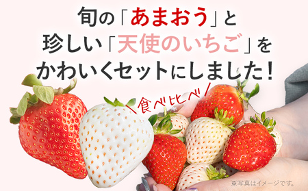 紅白いちごセット（あまおうと天使のいちご）いちご フルーツ 果物