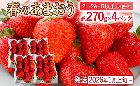 産地直送厳選あまおう 4パックセット（G,2L,2A規格以上）【数量限定】いちご フルーツ 果物 あまおう 約270g×4パック 福岡 苺 イチゴ 【発送時期2026年1月上旬～2026年月4月上旬】