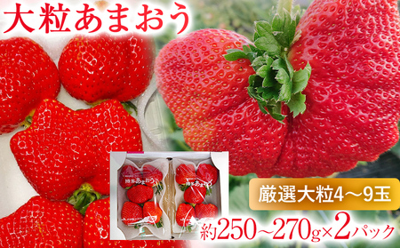 【2026年2月上旬より順次発送】 大粒あまおう 2パック いちご 苺 フルーツ 果物 くだもの 福岡県 福岡 九州 グルメ お取り寄せ