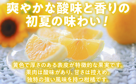 期間限定 ニューサマーオレンジ 日向夏 オレンジ フルーツ 果物 くだもの 1.5kg 柑橘 甘い 濃厚 ジューシー 産地直送 デザート おやつ 福岡県 福岡 九州 グルメ お取り寄せ 【4月上旬頃から順次発送】