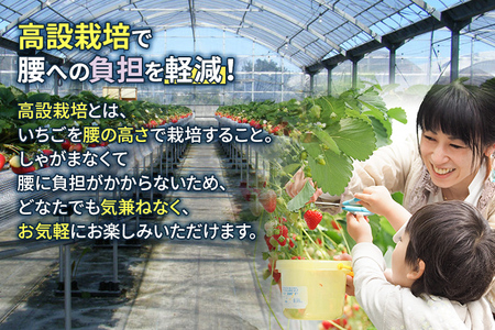６０分食べ放題！いちご狩りチケット！＜大人１名様分×４枚＞