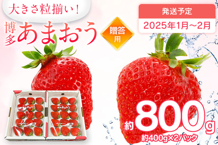 先行予約 あまおう 合計約800g 約400g×2パック（１パックあたり、9玉～18玉） 福岡県産 九州 イチゴ いちご 苺 果物 くだもの フルーツ 送料無料 【2025年1月～2月順次発送予定】