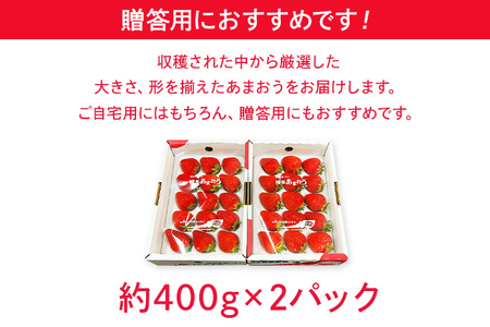 先行予約 あまおう 合計約800g 約400g×2パック（１パックあたり、9玉～18玉） 福岡県産 九州 イチゴ いちご 苺 果物 くだもの フルーツ 送料無料 【2025年1月～2月順次発送予定】