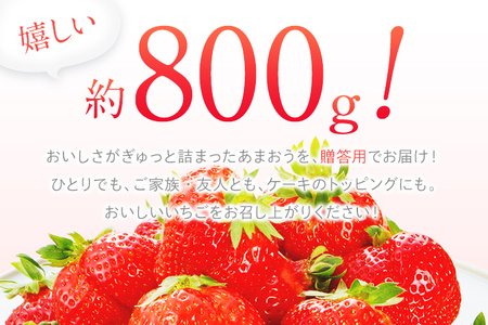 先行予約 あまおう 合計約800g 約400g×2パック（１パックあたり、9玉～18玉） 福岡県産 九州 イチゴ いちご 苺 果物 くだもの フルーツ 送料無料 【2025年1月～2月順次発送予定】