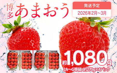 先行予約 あまおう 合計約1,080g 約270g×4パック 福岡県産 九州 イチゴ いちご 苺 果物 くだもの フルーツ 送料無料 【2026年2月～2026年3月順次発送】