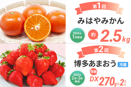 定期便 果物定期便B 3回発送 みはやみかん 博多あまおう ニューサマ―オレンジ 日向夏 定期発送 果物 くだもの フルーツ 柑橘 イチゴ 送料無料 【2025年1月～5月まで計3回お届け】