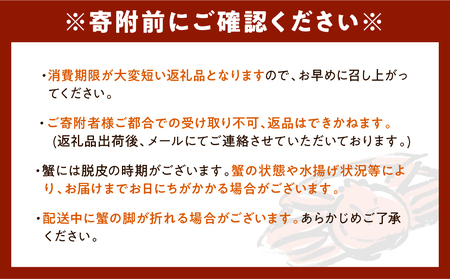 【12月以降発送】浜茹でオオズワイガニ２尾【えりも産】【er004-003】大ズワイ 大ズワイガニ ズワイガニ ズワイ かに カニ 蟹 魚介 海鮮 海産物 人気 国産 道産 北海道産 北海道 えりも産 襟裳