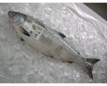 えりも【マルデン特製】北海道日高産銀聖鮭の定塩熟成フィレ約1.5kg【er002-009】国産 北海道産 日高産 ブランド鮭 銀聖 サケ シャケ 銀毛 銀毛鮭 塩鮭 塩漬 塩漬け 魚介 海鮮 海産物 人気 冷凍