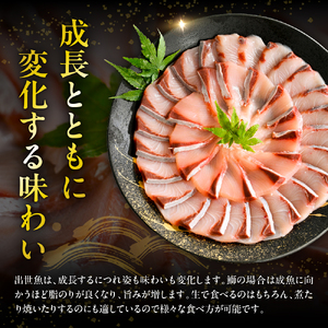 【ぶり】北海道日高産ブリ半身 1kg～1.2kg×2枚