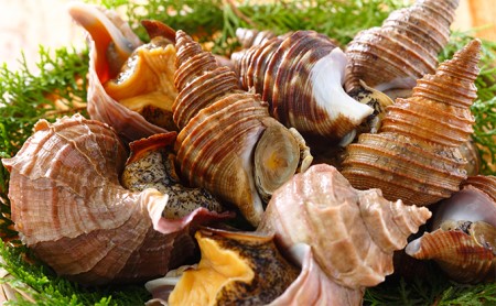 えりも産 活真つぶ 灯台つぶセット 約1 5kg 北海道えりも町 ふるさと納税サイト ふるなび