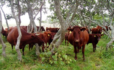 えりも短角牛】おすすめ焼肉セット | 北海道えりも町 | ふるさと納税