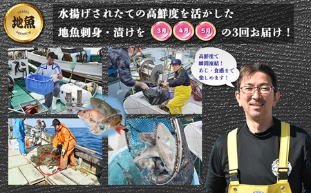 【3回届く！】漁港直送！玄界灘海の幸定期便★水揚げされたての高鮮度を活かした地魚刺身・漬けを3回お届け！[G7059]