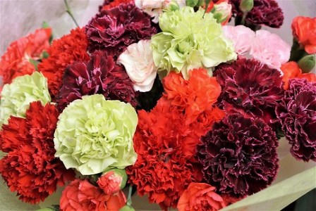 新鮮お花 福津産カーネーション 3 6月発送 あんずの里 C0046 福岡県福津市 ふるさと納税サイト ふるなび