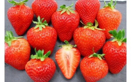 【2026年1月以降発送】博多あまおうEX　贈答化粧箱入1箱[G2249]