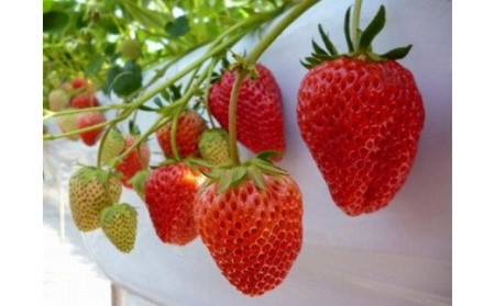 【2026年1月～3月発送】【3ヶ月定期便】「さちのか」いちご300g×4Pを3回お届け[G7007]