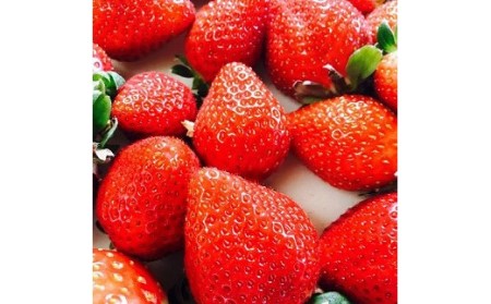 【2026年1月～3月発送】【3ヶ月定期便】「さちのか」いちご300g×4Pを3回お届け[G7007]