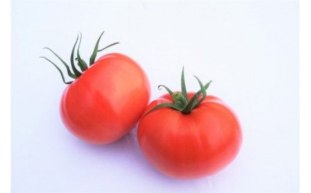 【2025年11月～2026年5月発送】福津産★箱詰めトマト　2箱セット★あんずの里[G0043]