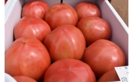 【2025年11月～2026年5月発送】福津産★箱詰めトマト　2箱セット★あんずの里[G0043]