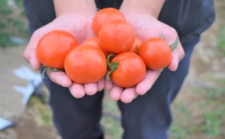 福津が誇る”冬野菜”ジューシーで甘い「久保田農園のフルーツトマト」×4袋[F0074]