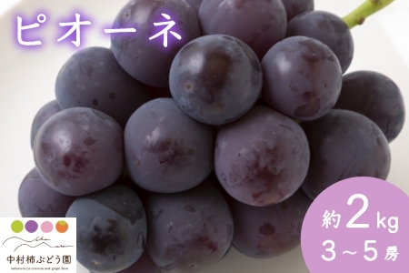 P140-06 中村柿ぶどう園 6月に食べられるぶどうピオーネ 3～5房 (約2kg)