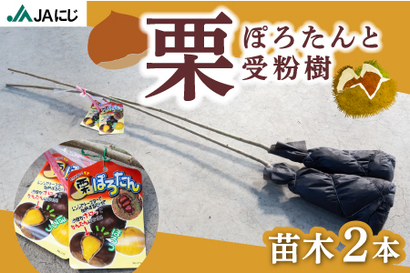 JAにじ 栗(ぽろたんと受粉樹) 苗木2本 2024年11月上旬から2025年3月下旬 出荷予定 | 福岡県うきは市 | ふるさと納税サイト「ふるなび」