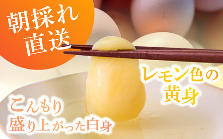 【6ヶ月定期便】平飼い 山もりたまご 50個 安心安全 おいしさに感動 たまご 卵 高級卵 平飼い 安心安全 飼料にこだわり 成長剤 ホルモン剤 添加物不使用 6回定期便