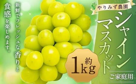 【先行予約】 やりみず農園 農家応援! ご家庭用 シャインマスカット(約1kg) 【2026年8月下旬~9月上旬発送予定】 マスカット ぶどう ブドウ 葡萄 くだもの 果物 フルーツ 果実 福岡県 うきは市