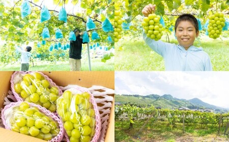 【先行予約】 やりみず農園 農家応援! ご家庭用 シャインマスカット(約1kg) 【2026年8月下旬~9月上旬発送予定】 マスカット ぶどう ブドウ 葡萄 くだもの 果物 フルーツ 果実 福岡県 うきは市