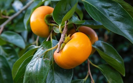 石井農園 冷蔵富有柿 15玉から20玉 2025年12月中旬から2026年3月31日 出荷予定