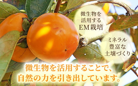 【果樹園が作る】素材の味を楽しめる 旬のジェラート 120ml×6個セット【ソルベッチdoうきは】着色料不使用 ノンホモ牛乳使用 ジェラート アイス 旬 スイーツ 詰め合わせ セット シャーベット ミルク フルーツ デザート