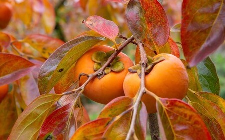 日永園 冷蔵富有柿 7玉から8玉（2Lから3Lサイズ） 【2025年12月下旬から2026年2月下旬出荷予定】 柿 フルーツ 果物