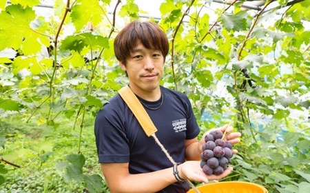 【先行予約】中村柿ぶどう園 種なし巨峰 4房から6房 (約2kg) 2025年8月上旬から9月上旬 出荷予定