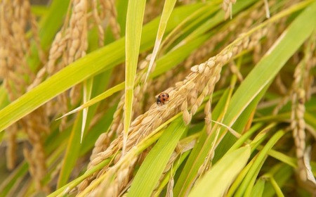 P432-10 野上耕作舎 野上米ヒノヒカリ 玄米10kg