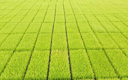 P433-05 野上耕作舎 野上米ヒノヒカリ 無洗米5kg