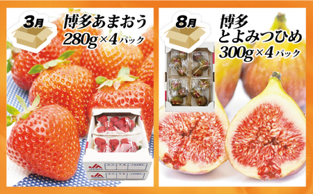 【定期便】福岡県ブランドフルーツ定期便(年4回) ブランド いちご いちじく みかん 柿 大人気 NO1 限定品 高級 フルーツ 果物 くだもの 特別 冷蔵 プレゼント 九州 福岡 宮若市 ふるさと納税 おすすめ 送料無料 M771