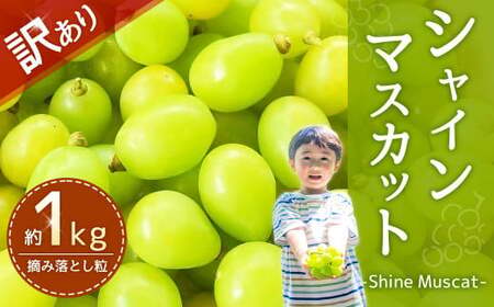 【訳あり品】福岡県産シャインマスカット 摘み落とし粒 約1kg 【2025年8月下旬～9月下旬迄発送予定】