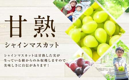 【訳あり品】福岡県産シャインマスカット 摘み落とし粒 約1kg 【2025年8月下旬～9月下旬迄発送予定】