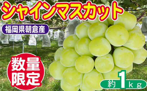 【朝倉市制施行20周年記念企画】 数量限定 シャインマスカット 1～3房 約1kg ゆう美果樹園 シャイン マスカット 葡萄 ※配送不可：離島