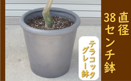 レモンの木 鉢植え 特大サイズ (陶器鉢グレー38cm) 植木鉢 ガーデン ※配送不可:北海道、沖縄、離島