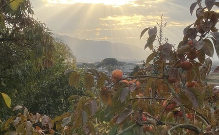 【朝倉市制施行20周年記念企画】 柿 志波の富有柿 Lサイズのみ×約12個入 ゆう美果樹園 ※配送不可:離島