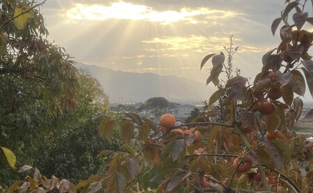 【朝倉市制施行20周年記念企画】 2026年12月発送 訳あり 規格外品 志波の富有柿 約3kg 柿 ※配送不可:離島