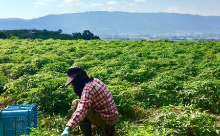 ★希少★日本山人参パウダー40g×3袋 飲料類 お茶 野菜/人参