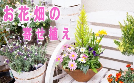 可愛いお花畑の寄せ植え Mサイズ 福岡県朝倉市 ふるさと納税サイト ふるなび